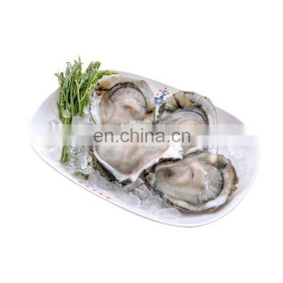 frozen oyster half shell oyster with half shell