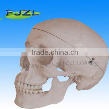 Deluxe Life-Size Skull Style artificial human skeleton model