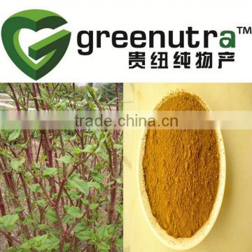 Giant Knotweed Extract Powder