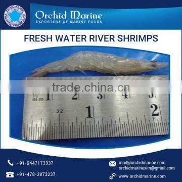 Premium Selling Fresh Water River Small Shrimps Available for Bulk Purchase