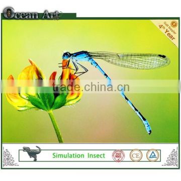 Outdoor Playground Blue Dragonfly