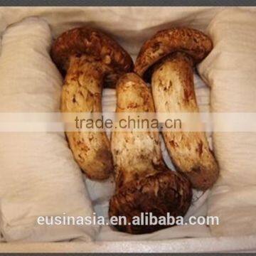 small package of matsutake