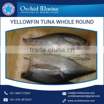Wholesale Frozen Yellowfin Tuna Whole Round Price