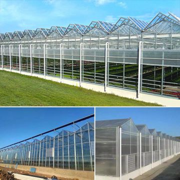 Venlo Glass Greenhouse Agricultural Multi-span Glass Greenhouse