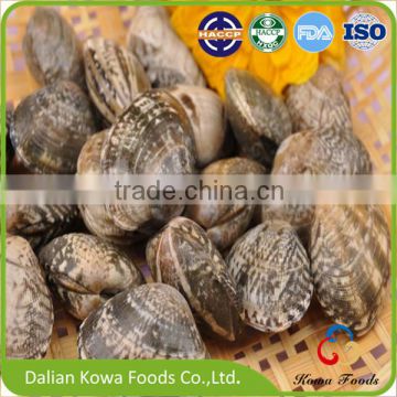 Frozen Wild Caught Cooked Short Necked Clam in Vacuum Pack