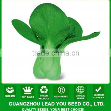 PK07 Aoguan cold resistant f1 hybrid pakchoi seeds, rape seeds for planting