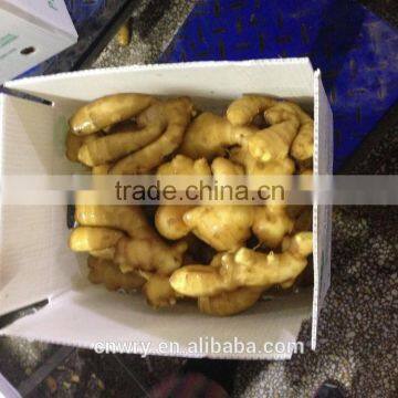 China Fresh Ginger With Competitive Price