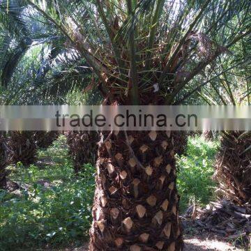 Phoenix canariensis