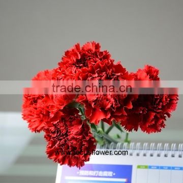 Fashion Cheap Wholesale Cheap Price Carnation For Home Decoration Red Cut Flower Carnations