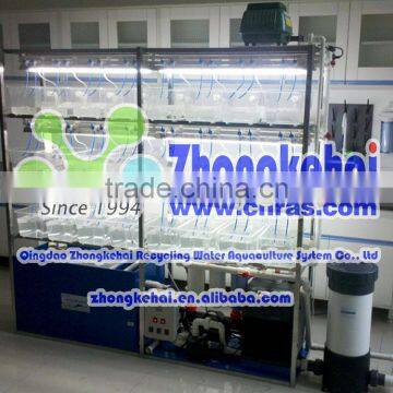 Ocean water circulation zebra fish feeding system