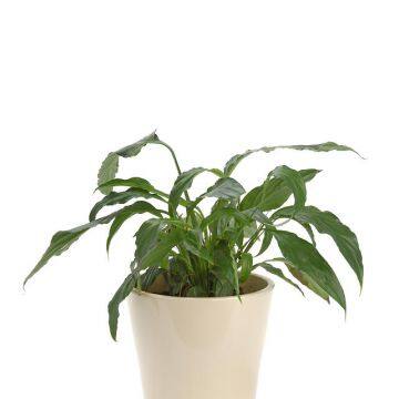 Outdoor Indoor Potted Plants Outdoor Landscaping Field Green