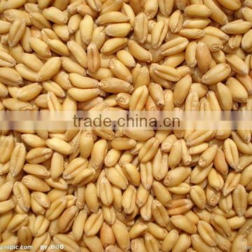 factory high protein wheat gluten