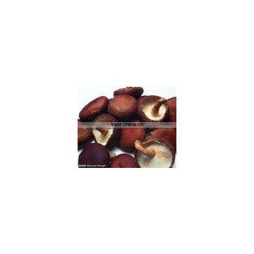 Shiitake Mushroom Extract Powder 30%