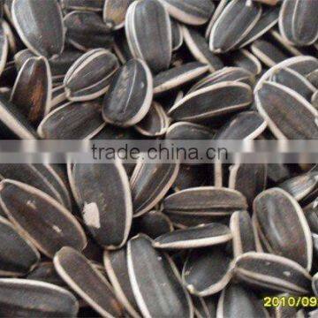 sunflower seeds 5135