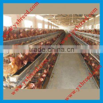 battery layer cage for Nigerian/African poultry farm