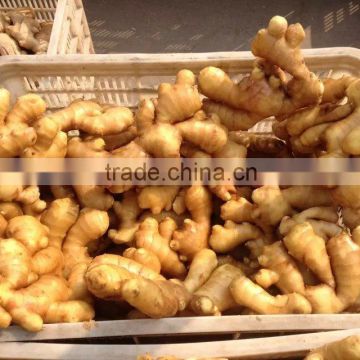 Ginger price 2015 new crop