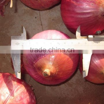 Fresh onion/fresh red onion with lower price