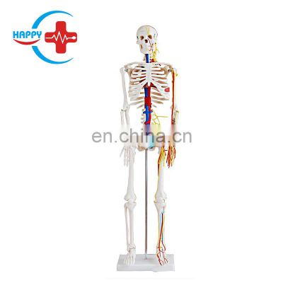 HC-S205 High Quality Human half-size 85cm skeleton model with blood vessel & heart/Skeleton Anatomy model