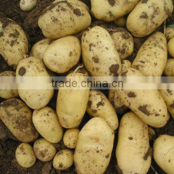 2016 new crop Very low price fresh holland potatoes