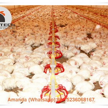 Ecuador Poultry Farm Equipment Broiler Floor Raising System & Chicken Deep Litter System with Automatic Drinking& Feeding System in Chicken Shed