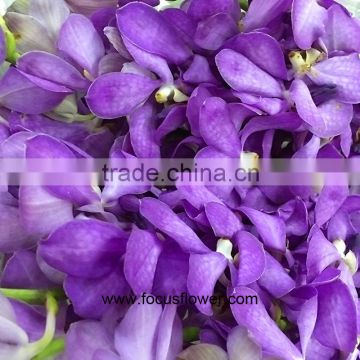 Whole Sale Wedding Purple Orchid Flower Type Bulk Flowers Buy