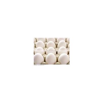 Best white table eggs