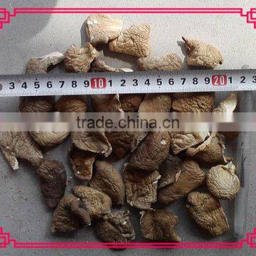 Dried green pleurotus ostreatus raw/ oyster mushroom with timely delivery