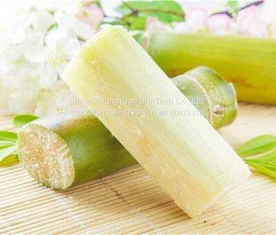 Sugarcane stem Extract 10:1 TLC, Sugar Cane Extract, Saccharum officinarum Extract, Yongyuan Bio