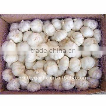 Regular white garlic 2011 crop