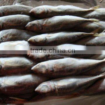 Best Fish Price Frozen Horse Mackerel