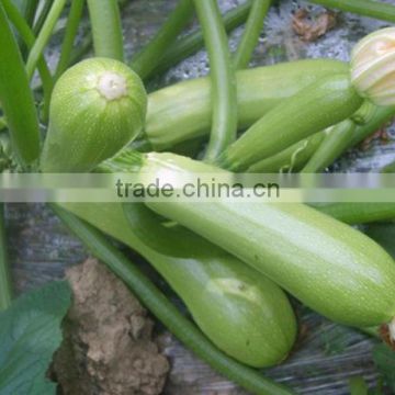 MSQ021 Cuibao resistant to cold early maturity squash seeds, hybrid zucchini seeds supperier