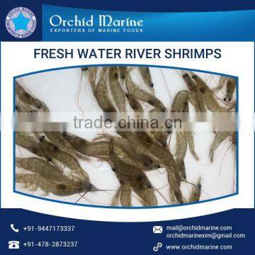 Good Quality Widely Demanded Fresh Frozen River Water Little Shrimps for Bulk Buyers