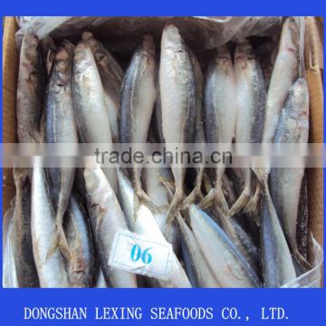 Frozen round scad mackerel