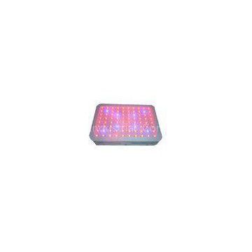 240W Red And Blue Flowering LED Grow Lights Ra 80 For Greenhouse